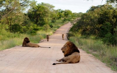 Rwanda, Burundi & Uganda – 17 days culture, gorillas, game and chimps