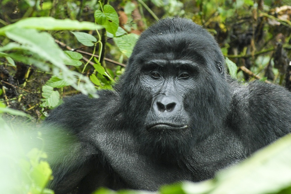 6 days/5 nights: Chimpanzee & Gorilla tour
