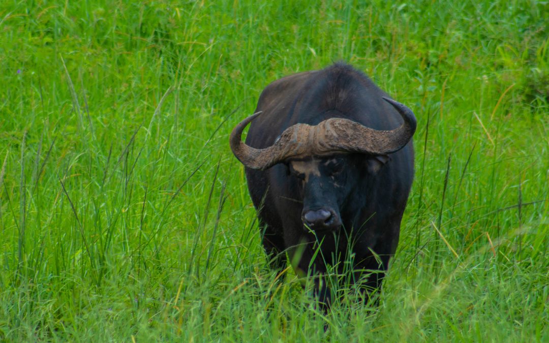 5 days/4 nights Kidepo National Park
