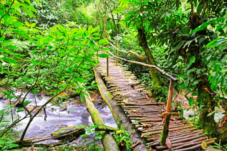 image_nature_walks_in_bwindi