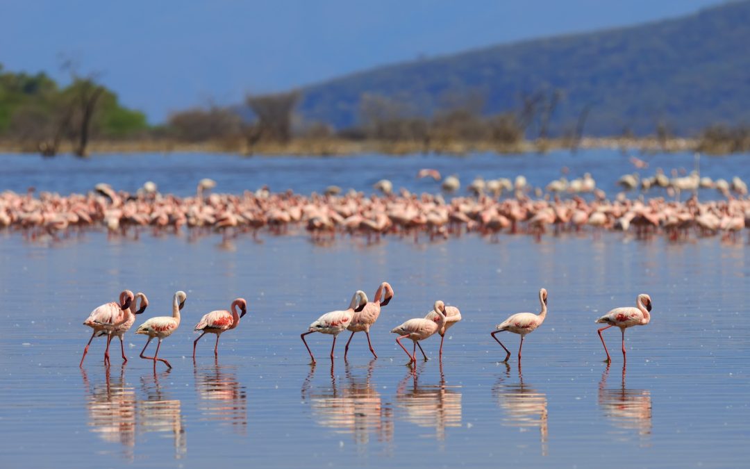 Lake Nakuru National Park: A birder’s paradise