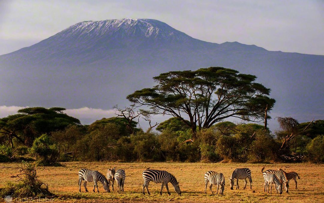 Amboseli National Park: Where Giants Walk Beneath the Mountain