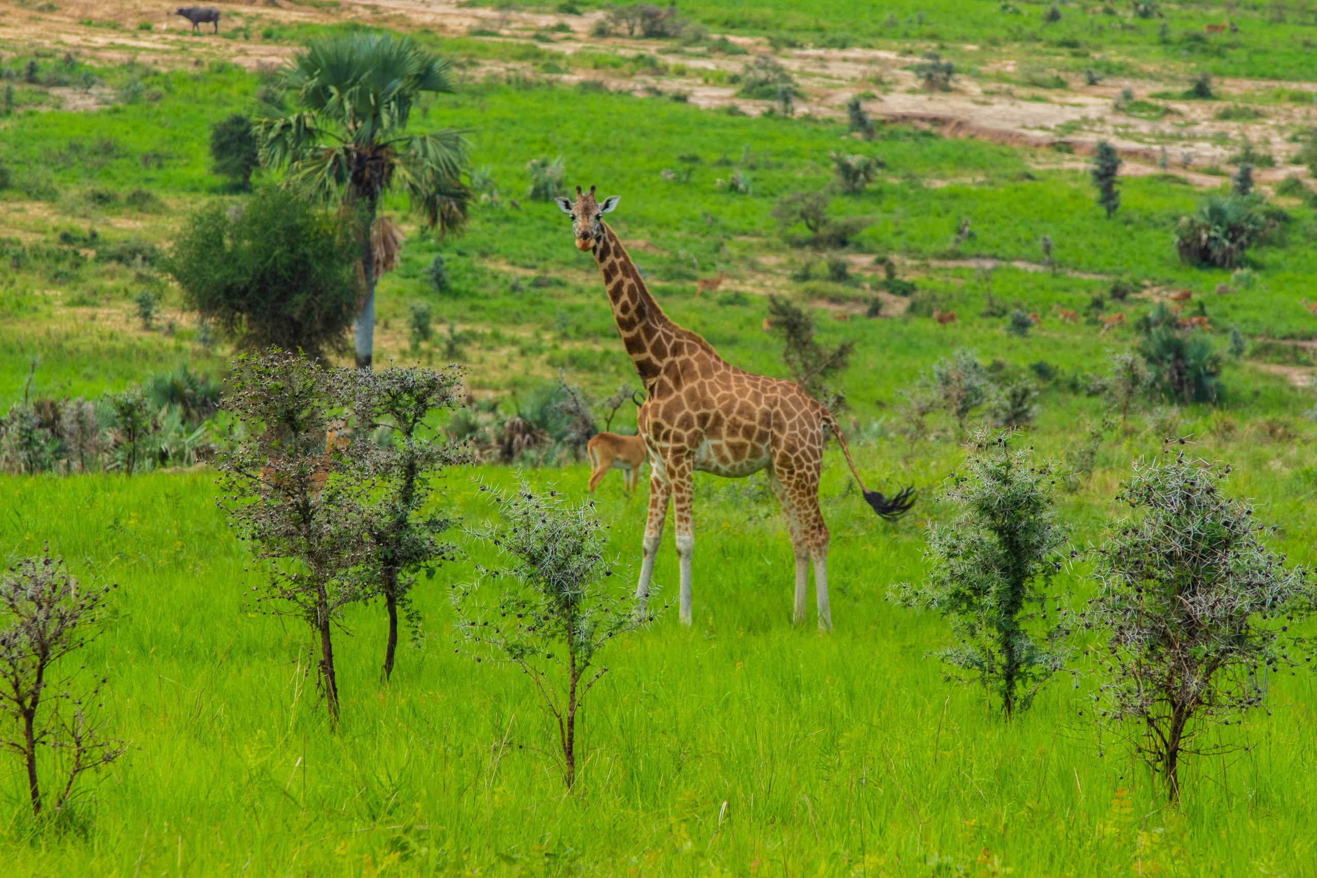 image_rwenzori_safaris_lusso_expeditions