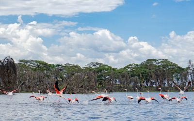 2 Days 1 Night Lake Naivasha Safari