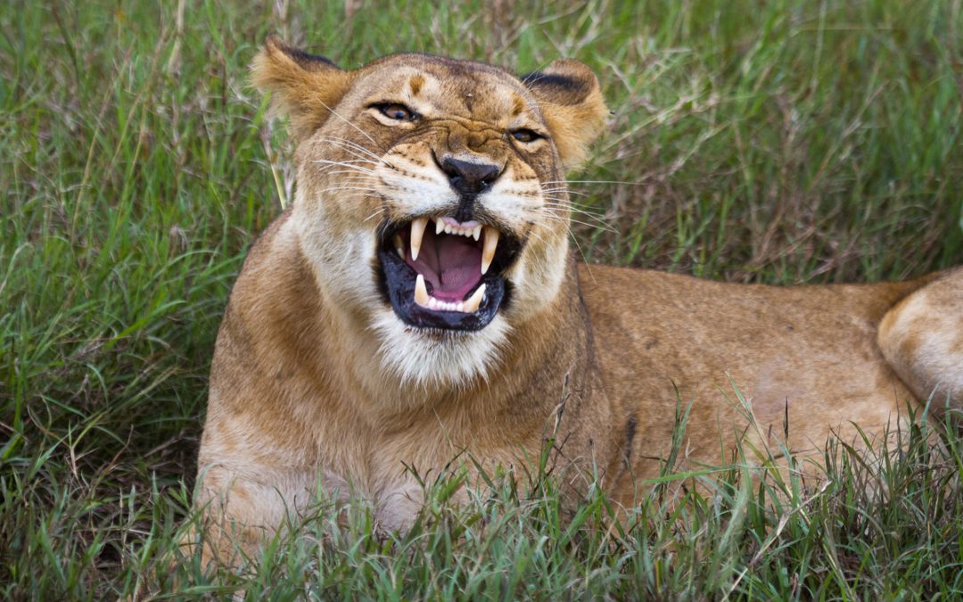 Queen Elizabeth National Park: A Medley Of Wonders
