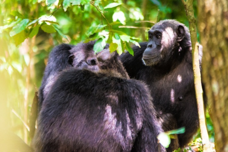 Kibale National Park – The Primate Capital of the World