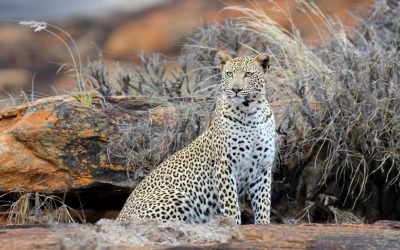 3 Days 2 Nights Tsavo East National Park Experience