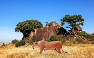2 Nights 3 Days Tsavo West Safari