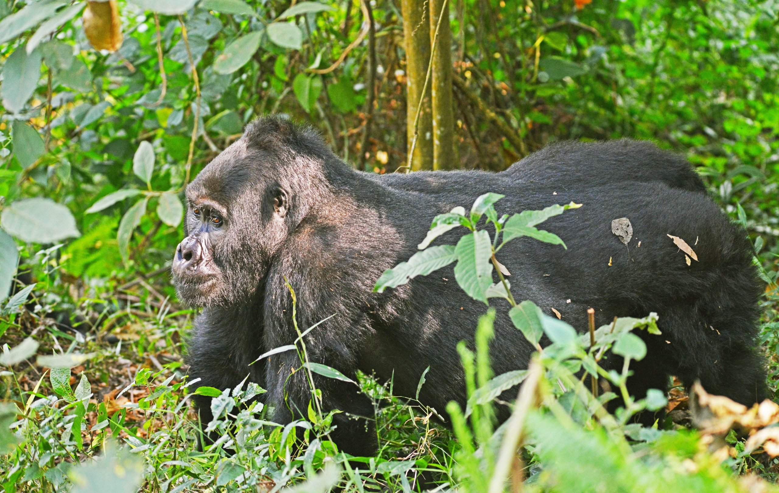 image_bwindi_impenetrable_national_park_gorilla_lusso_safaris