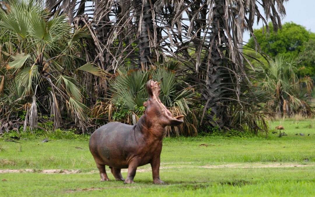 Katavi National Park – The Untouched Wilderness