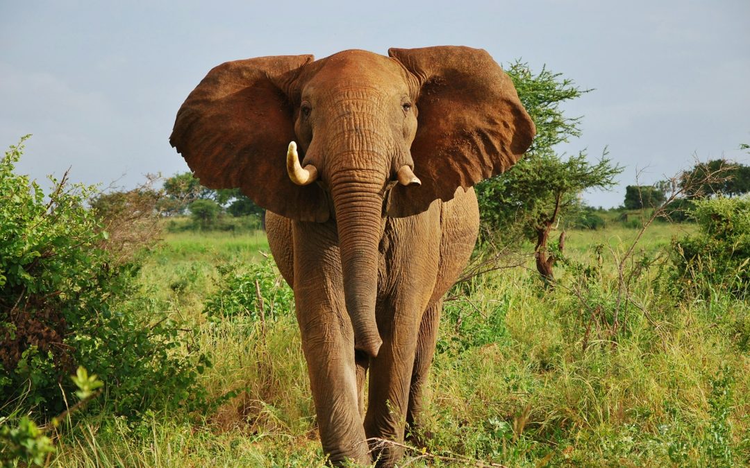 Meru National Park – The Hidden Jewel of Kenya