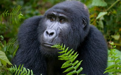 5 days/4 nights Kigali city, Volcanoes, Nyungwe forest National parks