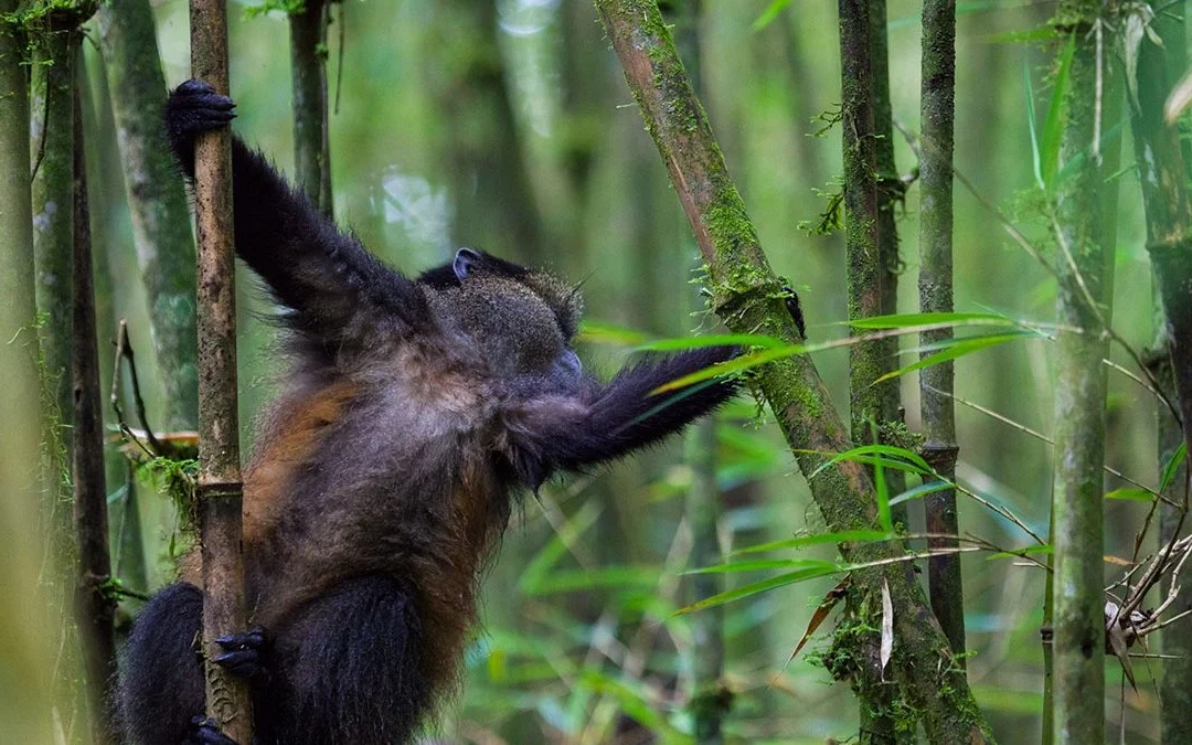 Mgahinga Gorilla National Park – Where Gold Meets Silver