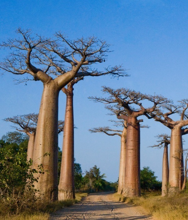 image_baobab_trees_tarangire