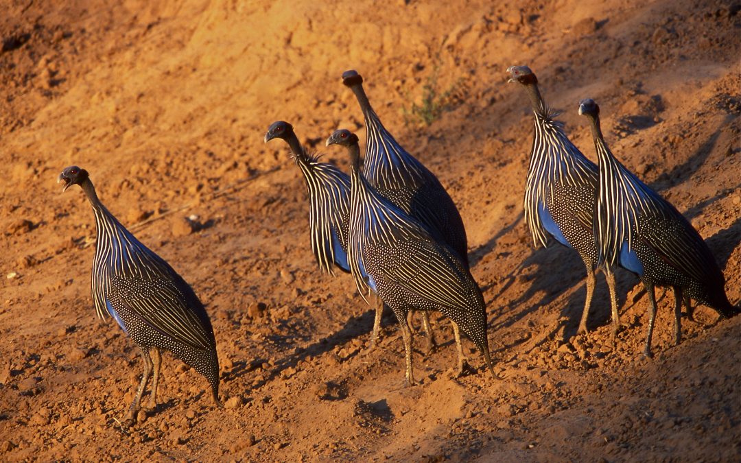 Tsavo East National Park – The Land of Lava, Springs, and the Red Elephants