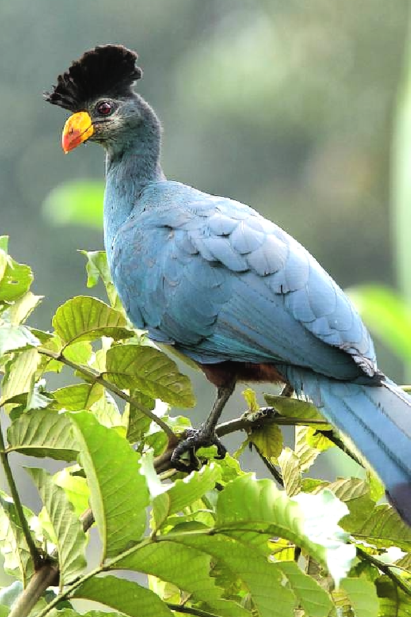 image_blue_turaco_in_kibira_national_park_burundi