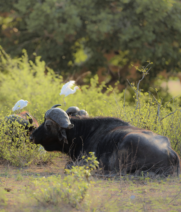 image_buffalo_of_ruvubu