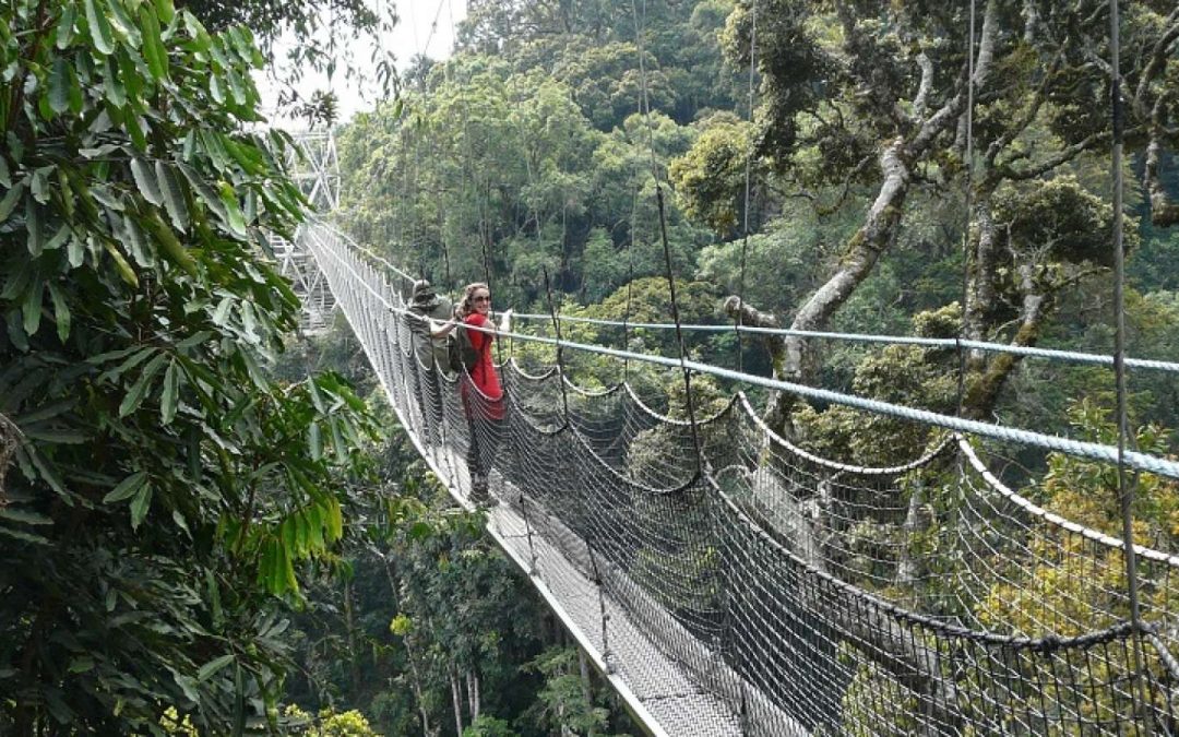 Nyungwe Forest National Park – The Primate Paradise