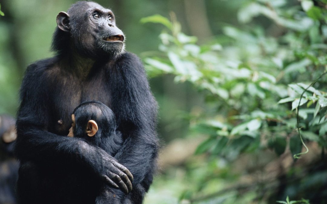 Gombe Stream National Park – The Chimpanzee Sanctuary