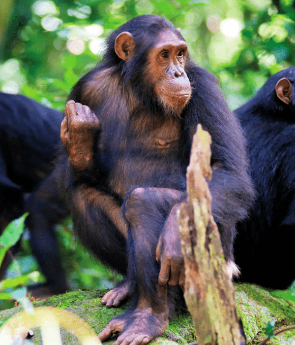 image_chimpanzees_of_nyungwe_forest