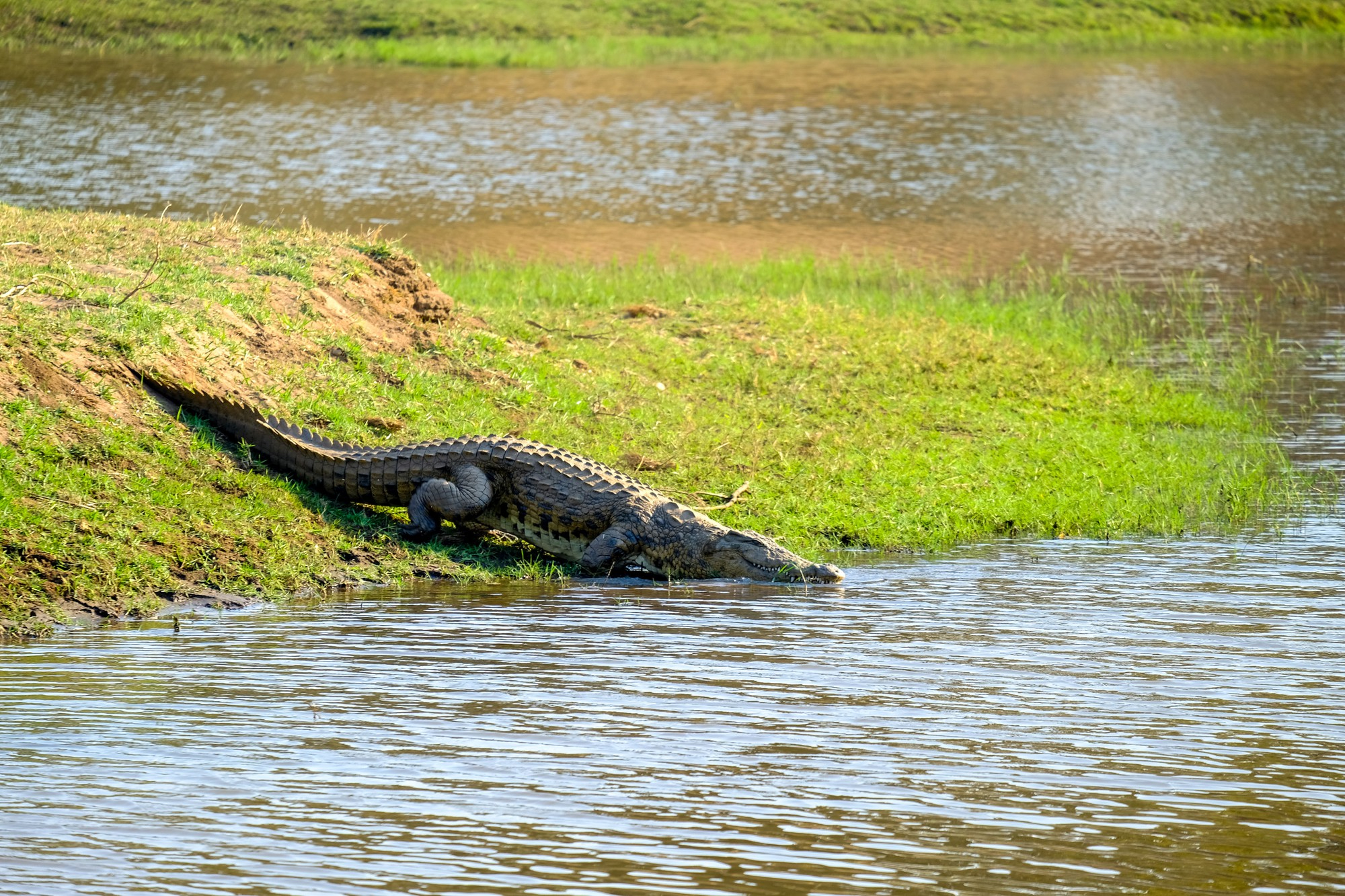 image_crocodile_in_rusizi_river_lusso_safaris