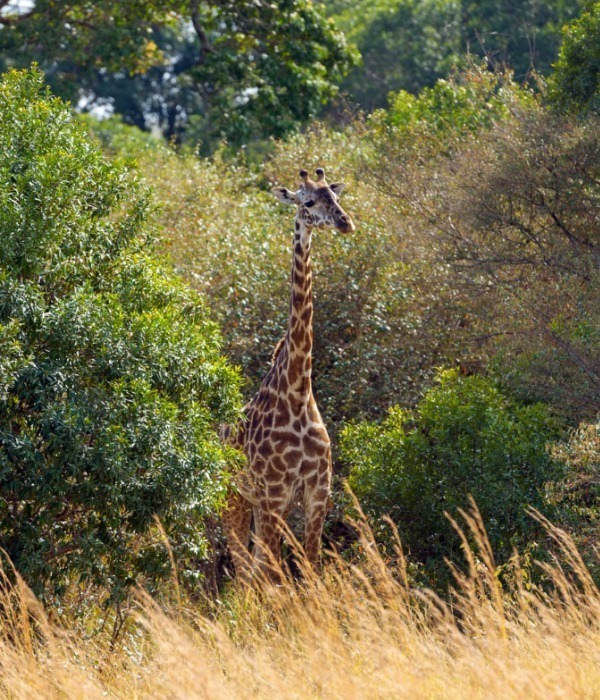 image_giraffe_in_akagera_national_park_rwanda