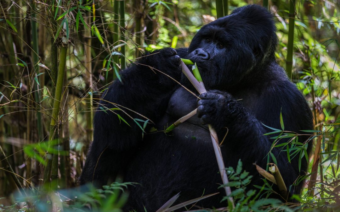 Volcanoes National Park: A Sanctuary Forged by Fire, Held by Gorillas