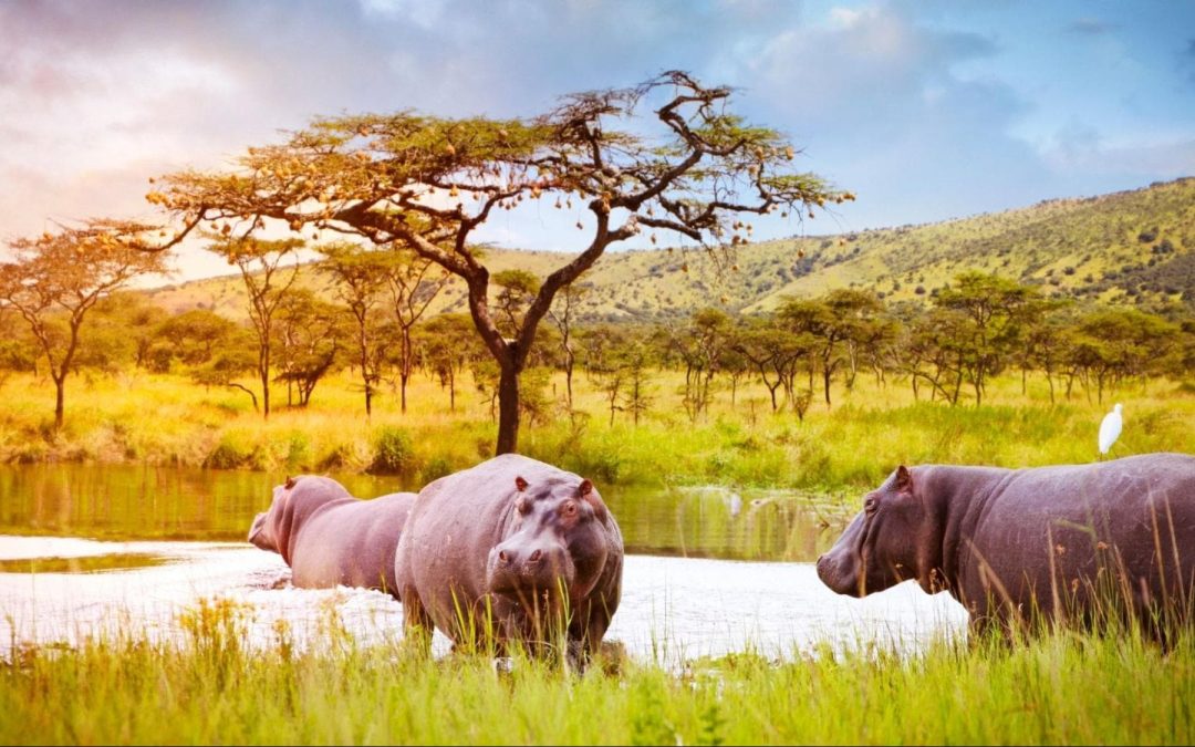 Akagera National Park – The Savannah Jewel of Rwanda