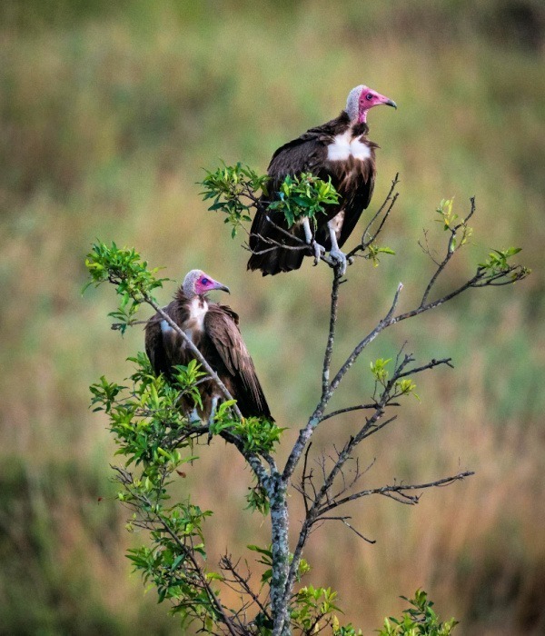 image_hooded_vultures_in_aberdare_national_park_in_kenya