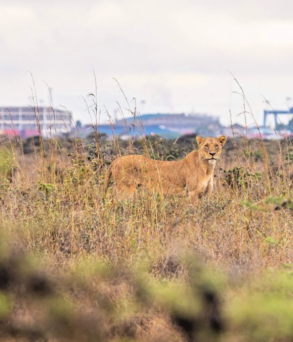 image_lion_in_nairobi_national_park_kenya