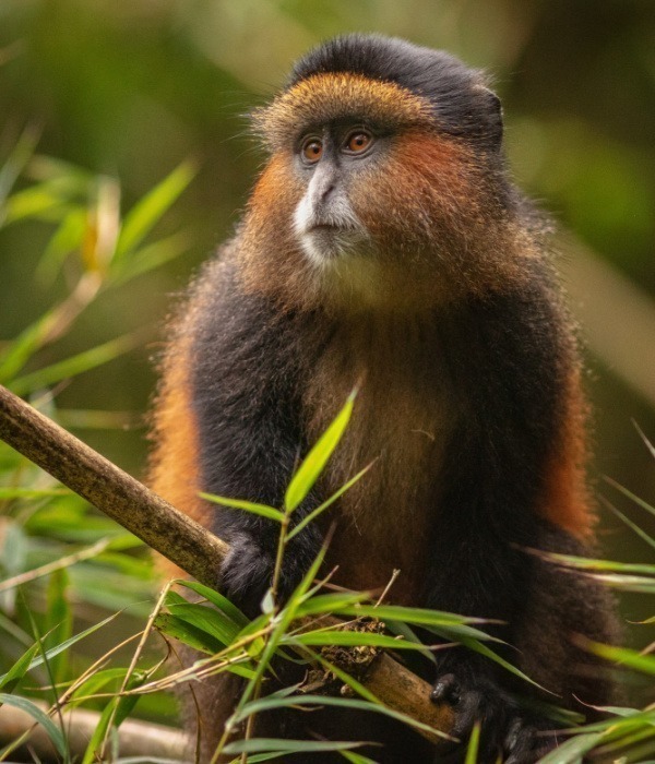 image_golden_monkey_in_mgahinga