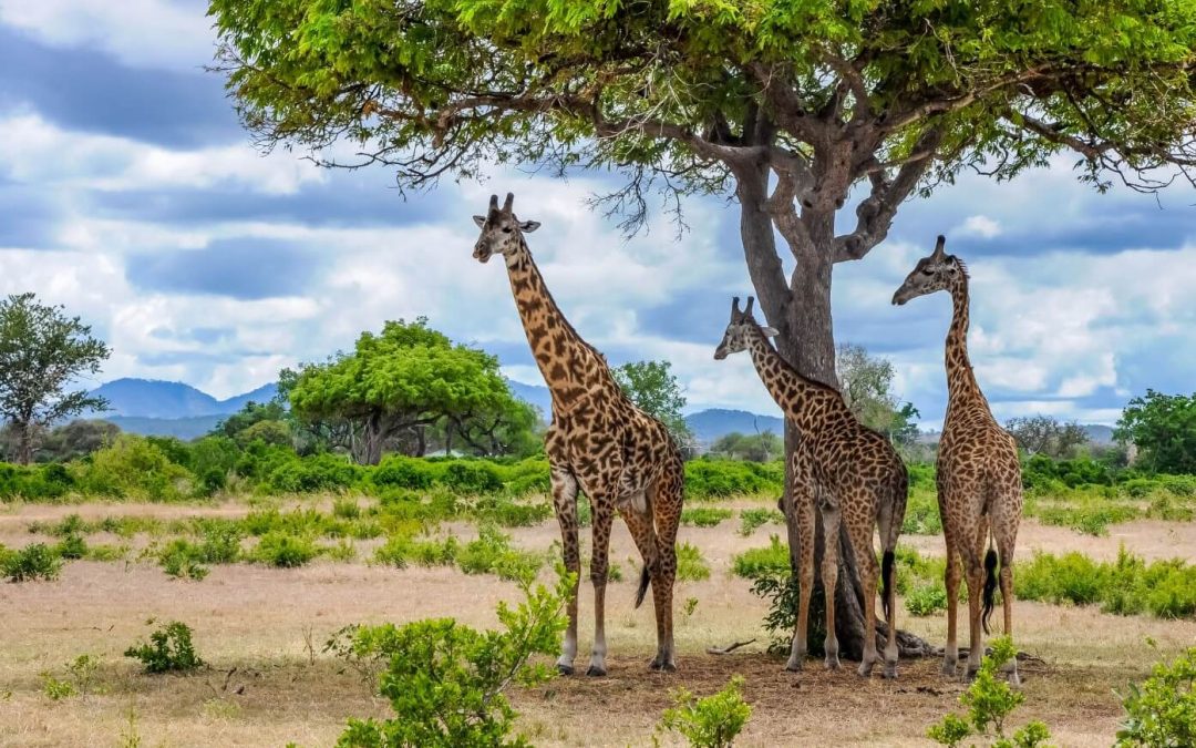 Mikumi National Park – The Hidden Gem of Tanzania