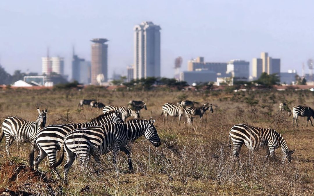 Nairobi National Park – The World’s Only Wildlife Park in a Capital City
