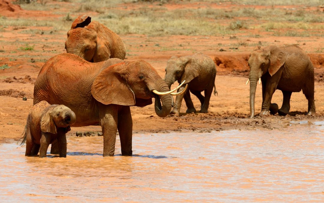 Tsavo National Park – The Land of Lava, Springs, and Man-Eaters