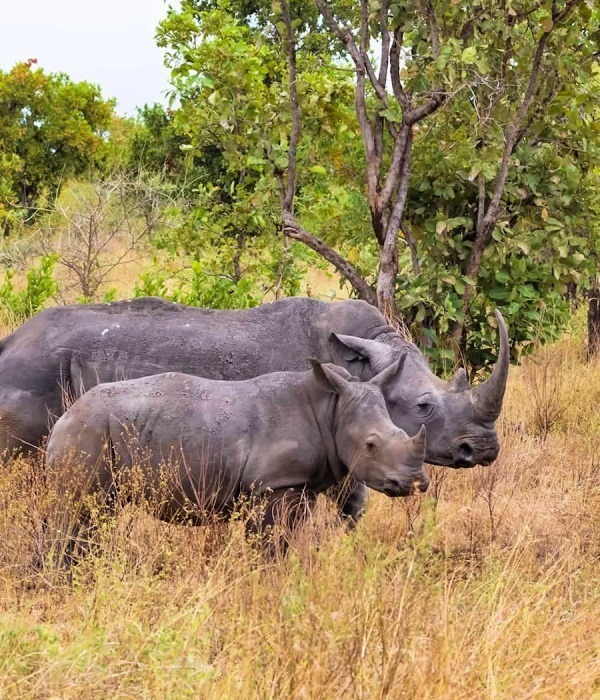 image_rhinos_in_meru_national_park
