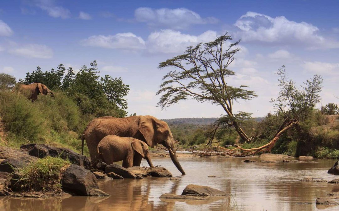 Samburu National Reserve – The Wild North