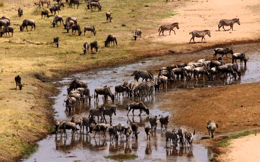 Tarangire National Park – The Land of Elephants and Baobabs