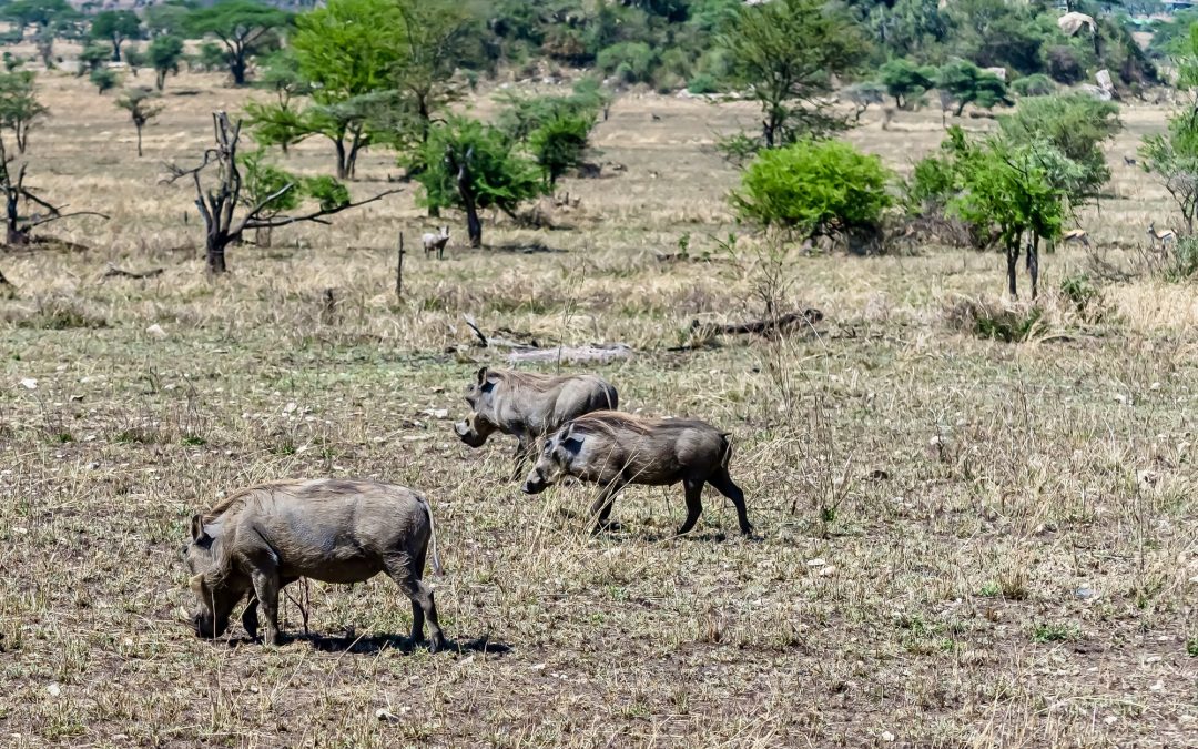 Ruvubu National Park – The Wild Heart of Burundi