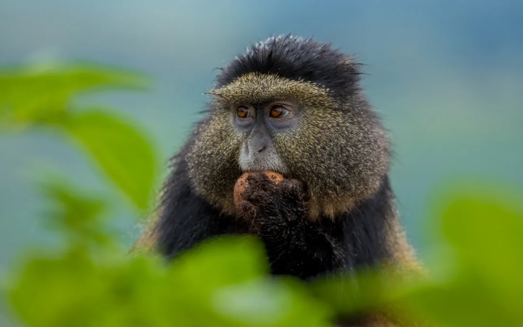 Gishwati-Mukura National Park – The Hidden Gem of Rwanda