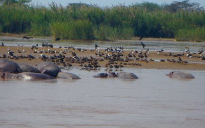 Rusizi National Park – The Wetlands of the West