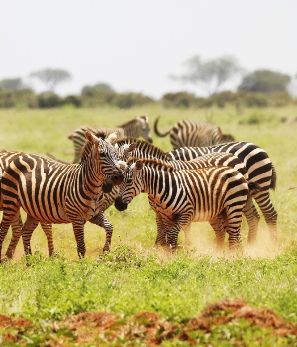 image_tsavo_national_park_in_kenya