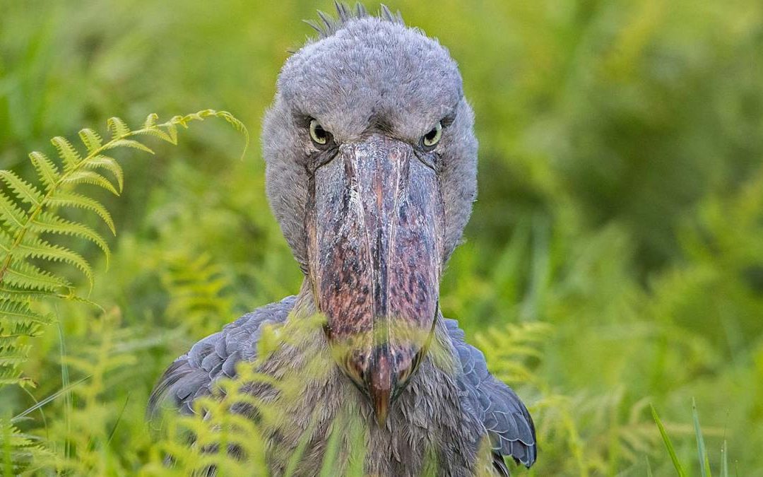 15 Days Birding Uganda Tour