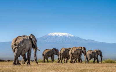 10 Days, 9 Nights Nairobi Wildlife, Mombasa & Diani Excursion