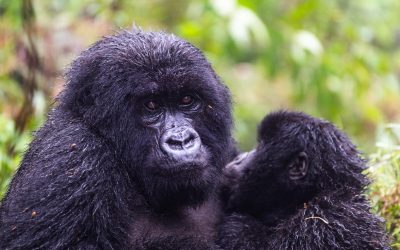 6 days/5 nights Kigali city, Akagera & volcanoes national park tour