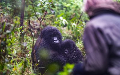 3 Days, 2 Nights Rwanda Gorilla Experience