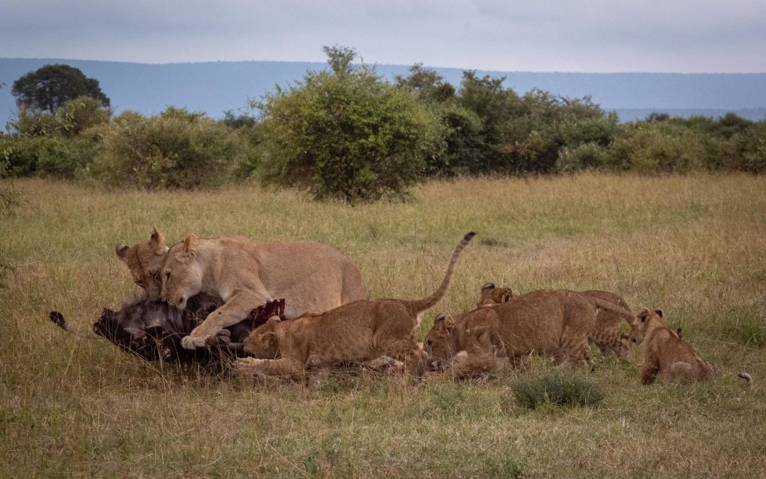 17 Days Kenya & Uganda Safaris (Wildlife & Gorilla Trekking)