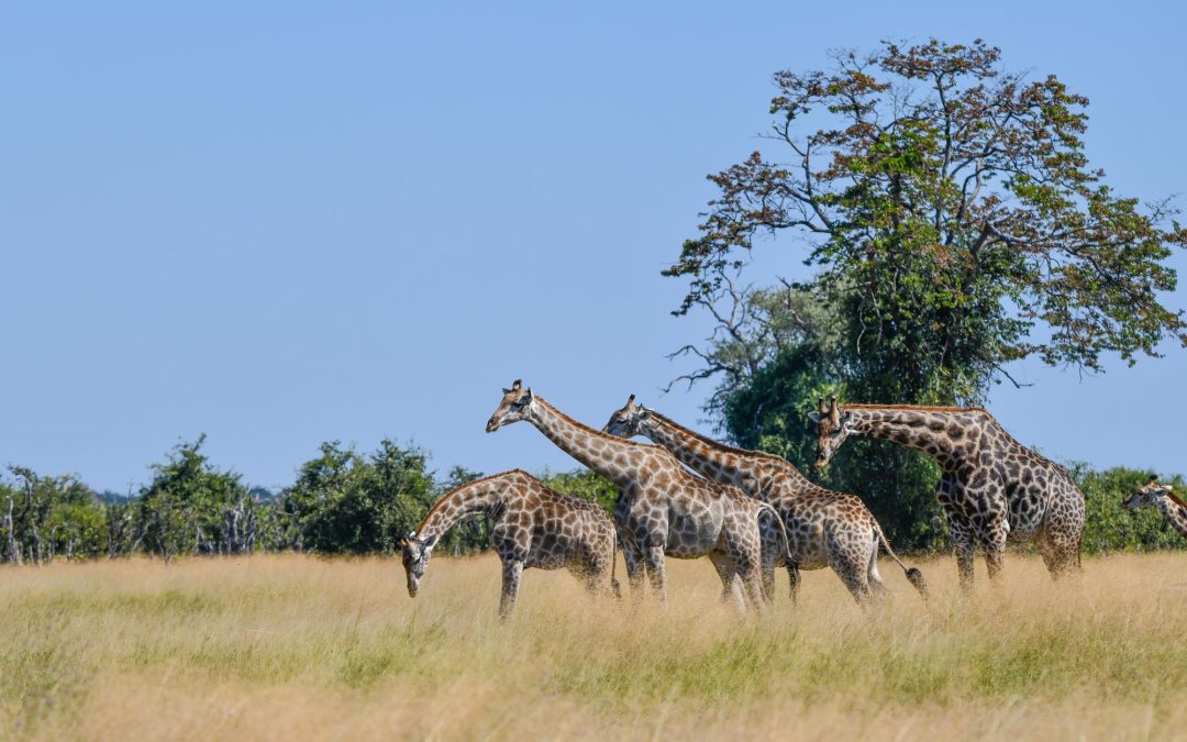 7 Days Tanzania Safari Tour